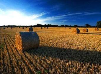生物質能源豐富 生物質能源豐富