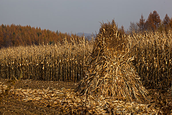 玉米秸稈 玉米秸稈