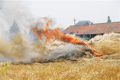 秸稈焚燒屢禁不止 秸稈焚燒屢禁不止